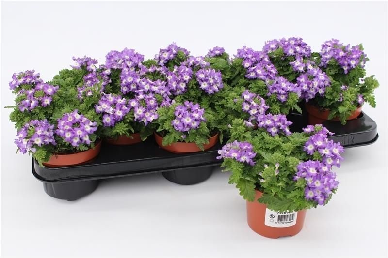 Verbena Light Blue, D 10,5