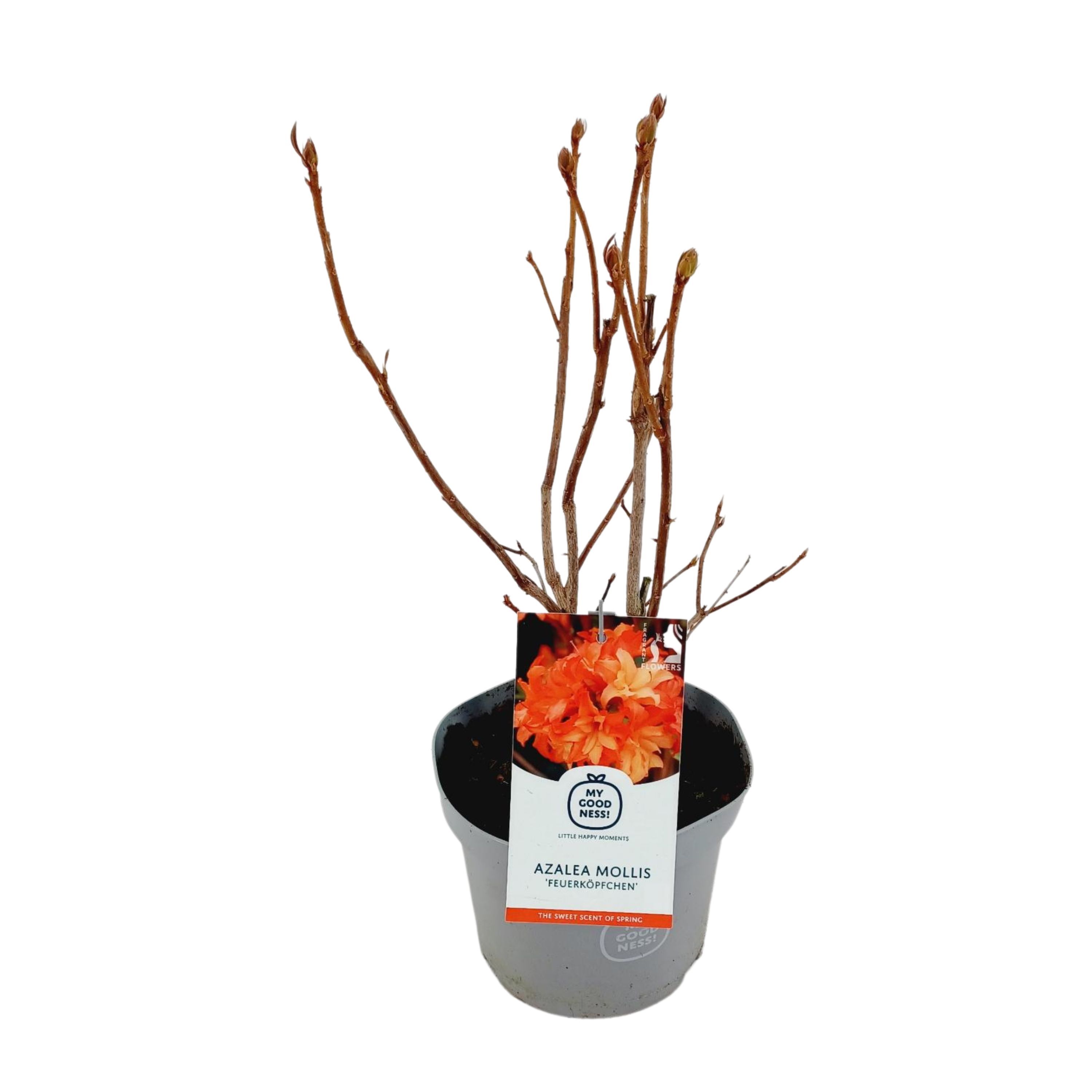 Azalea Mollis 40 /C5 'Feuerkopfchen', D 23