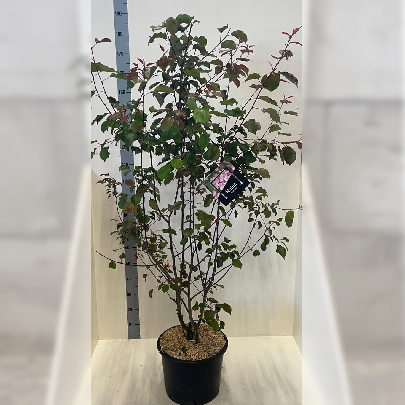 Malus 'Rudolph', D 40