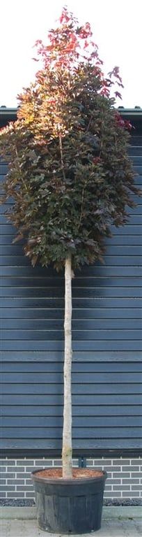 Acer plat. 'Crimson Sentry', D 120