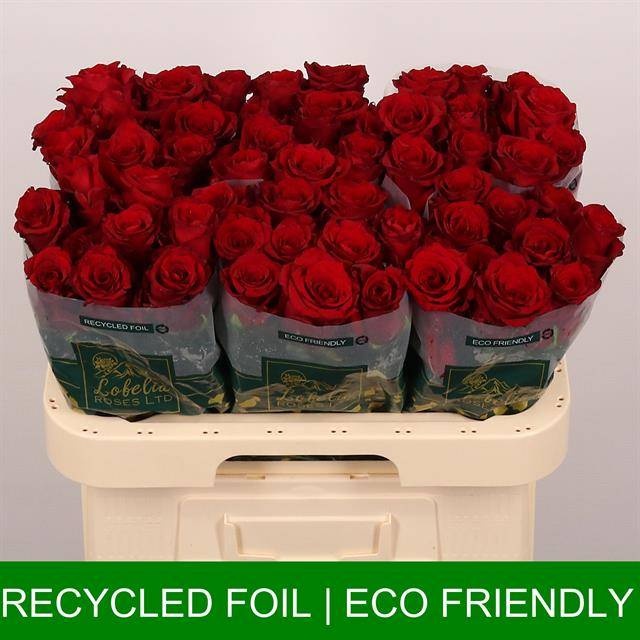 Роза од. Эксплорер 60, шт.