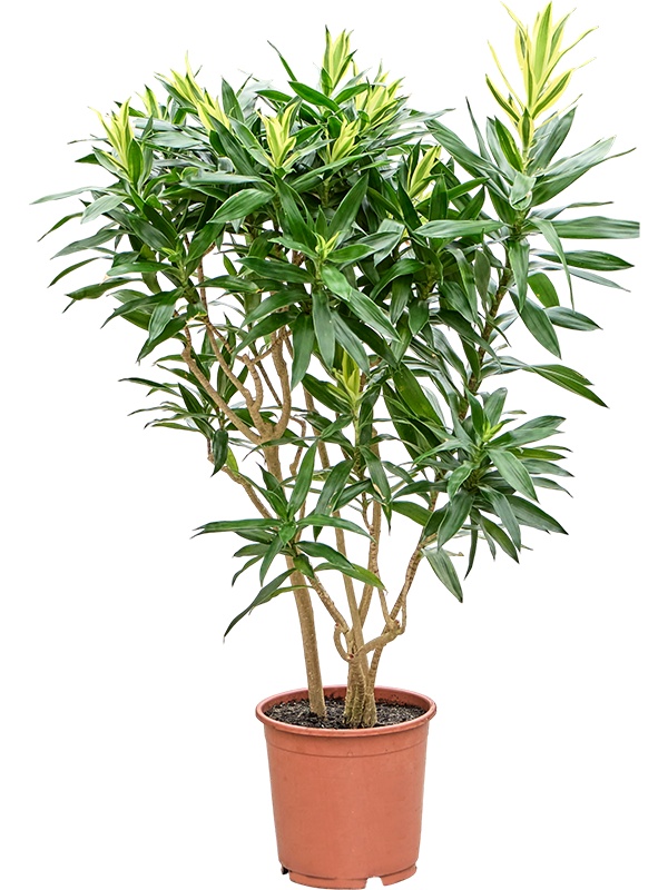 Pleomele (Dracaena) reflexa 'Song of Sri Lanka', D 24