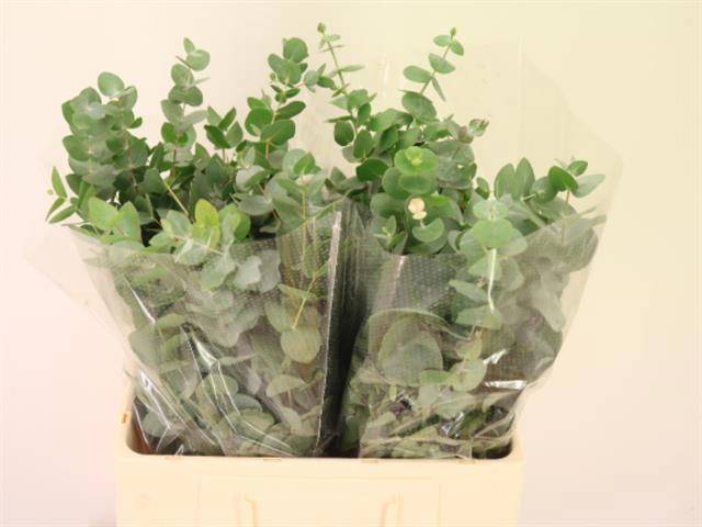 Эвкалипт Цинерея за пучок 60 (зел.), пуч.