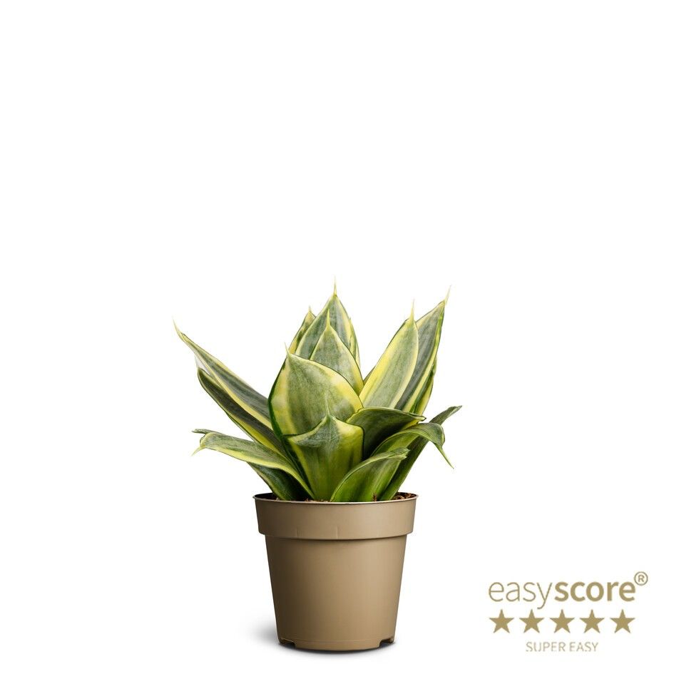 Sansevieria ´Hahnii Golden´, D 9