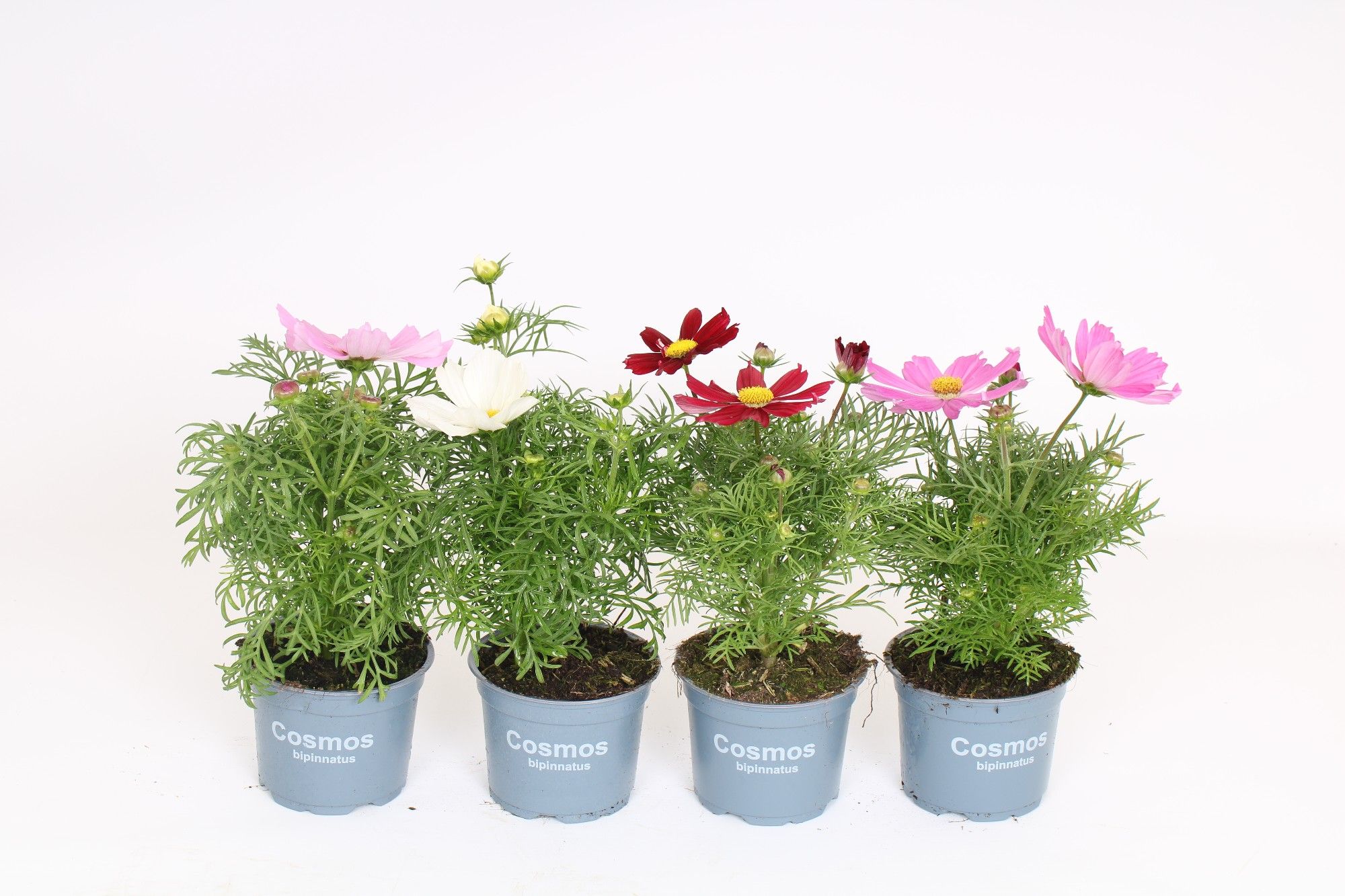 Cosmos Bipinnatus mixkar, D 12