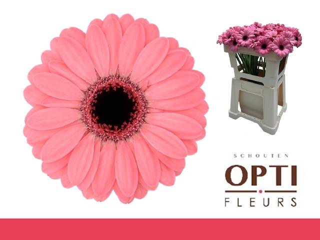 Гермини Джоли (роз.), шт.