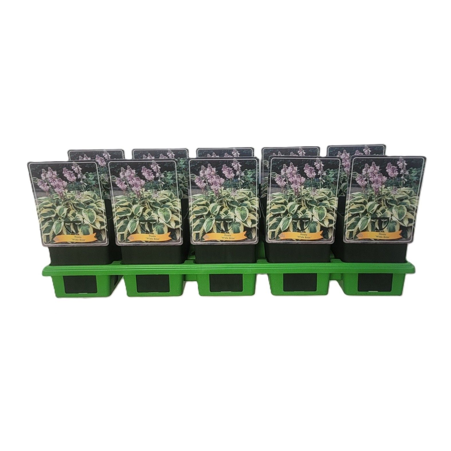 Hosta 'Wide Brim' P11, D 11 cm