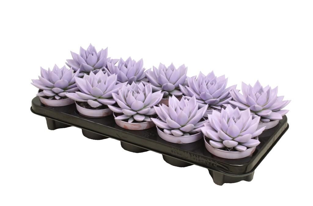 Miranda coloured pastel purple, D 10,5