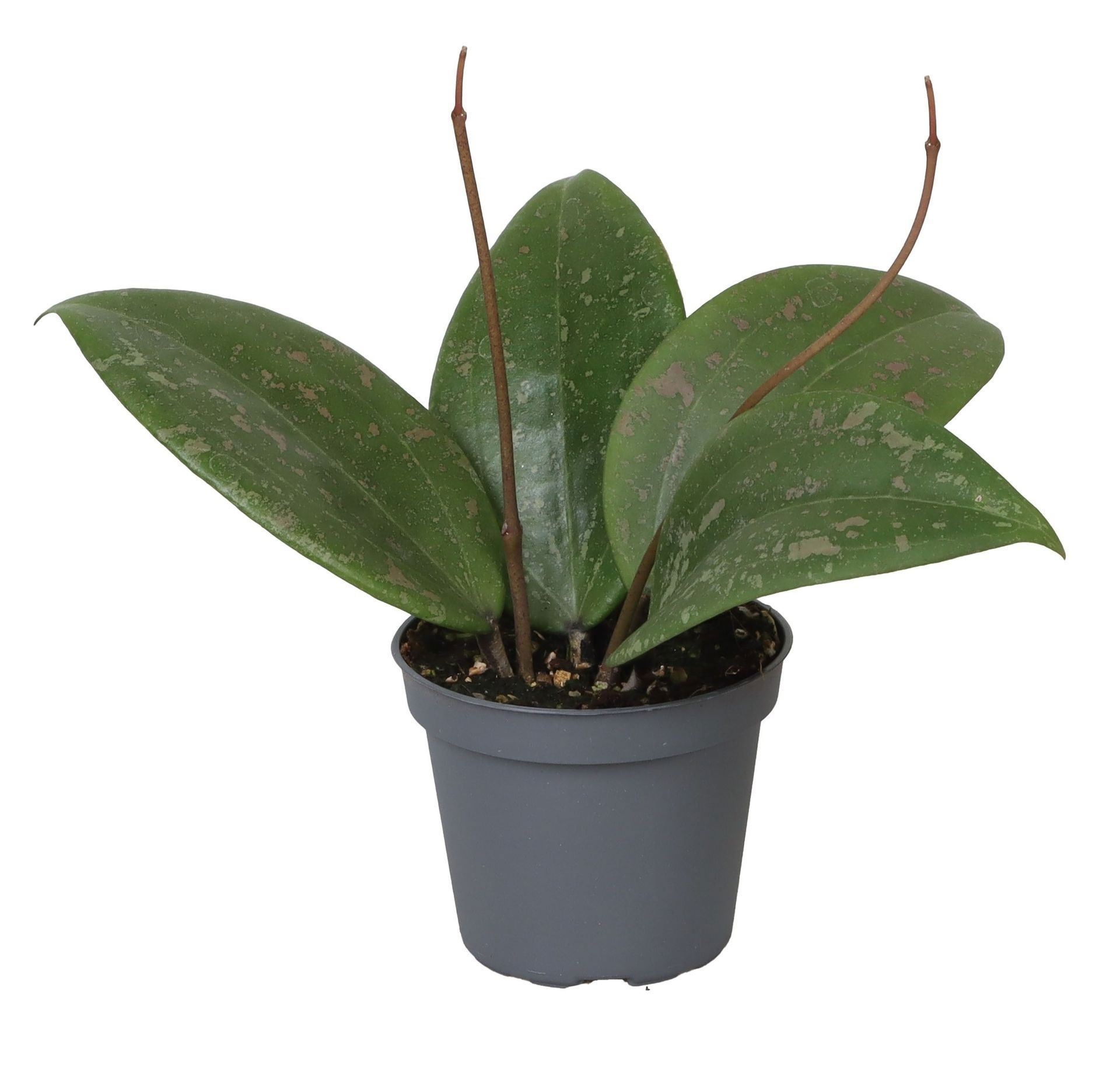 Hoya Wibergiae 6 cm, D 6