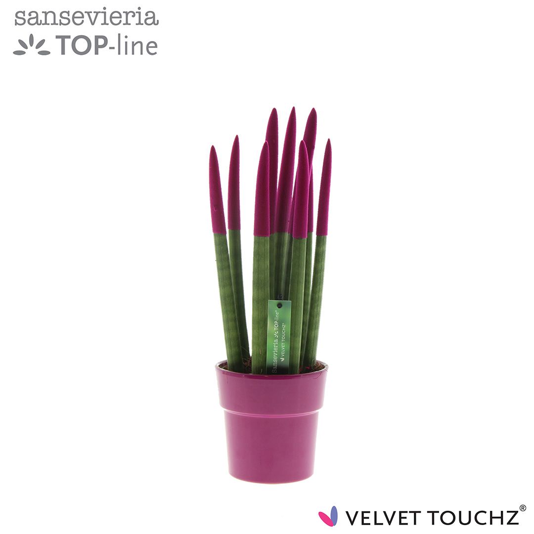 Sansevieria VELVET TOUCHZ® Fuchsia in keramiek Edel, D 12 cm