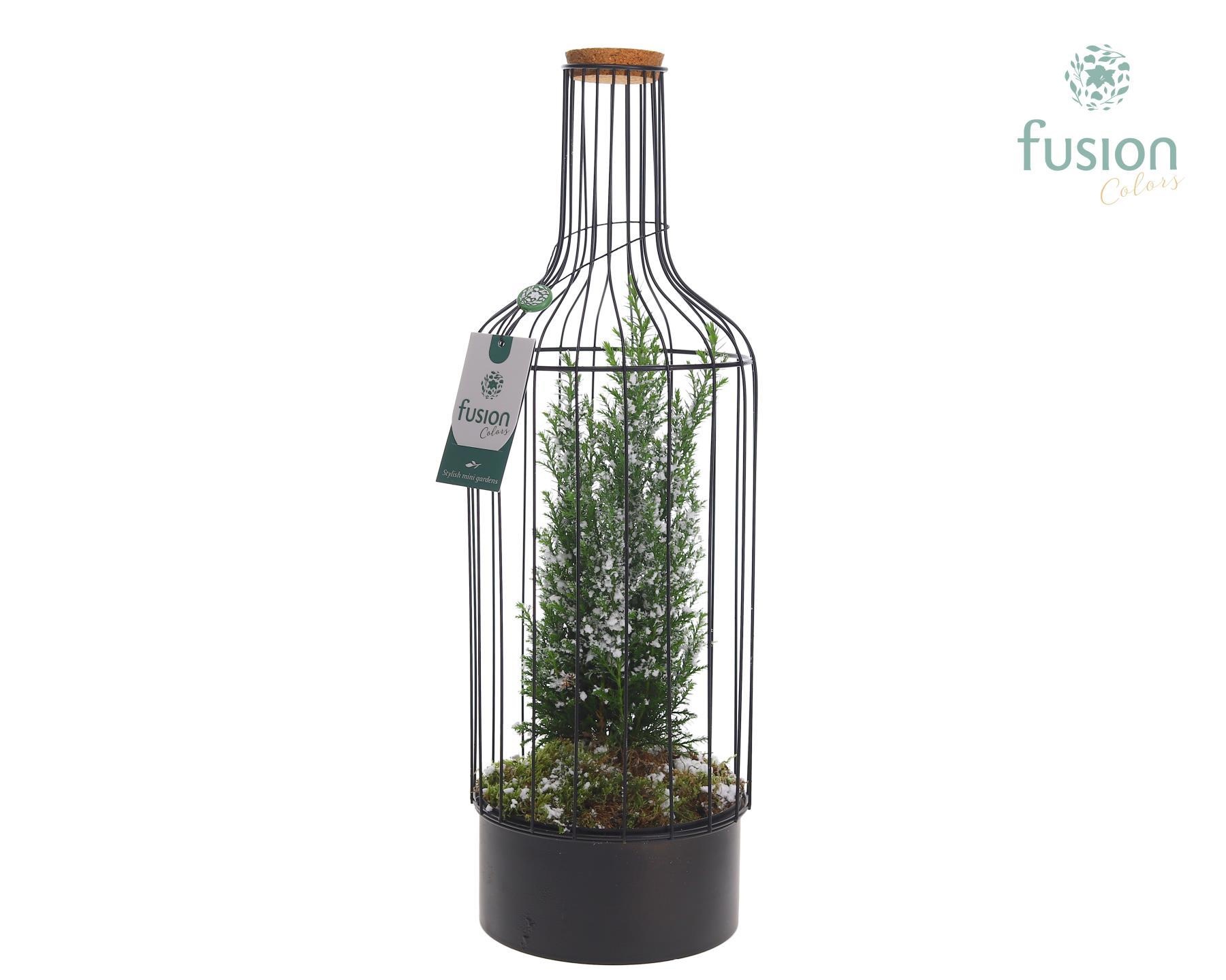 Fles metaal zwart Large Kerst met Chamaecyparis, D 17 cm Fles metaal zwart Large Kerst met Chamaecyparis, D 17 cm