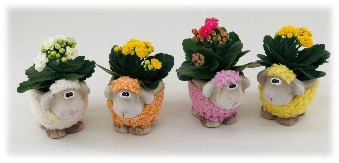 TDM PASEN 26 : P6 Schaap met pot en kalanchoë, D 6