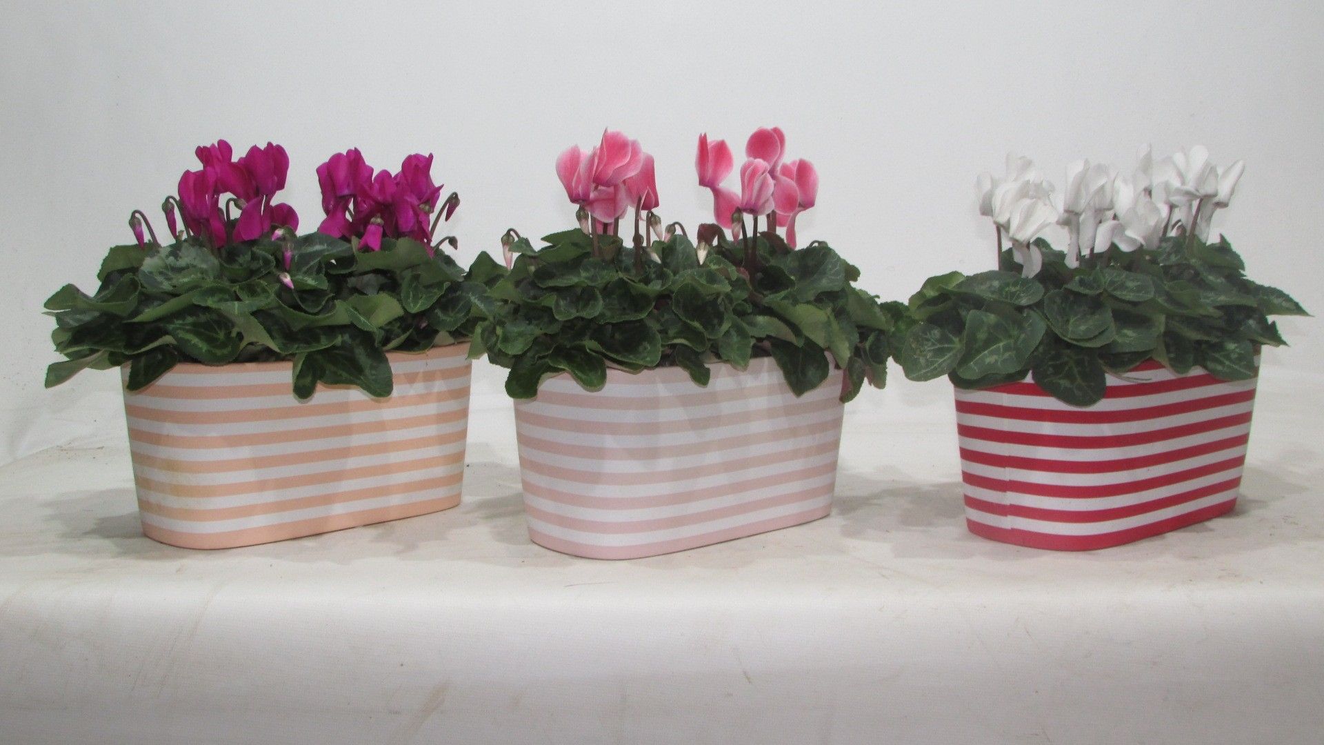 Cyclamen in Vibe keramiek duo, D 25