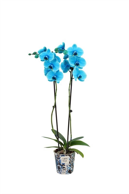 Potcover p12 I am Coloured Phal I am Ocean Blue 2T14+, D 12 cm