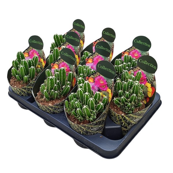 CEREUS REPANDUS INERMIS - POT Ø 10,5 - COLLECTION WITH POTCOVER (CACTUS), D 10,5