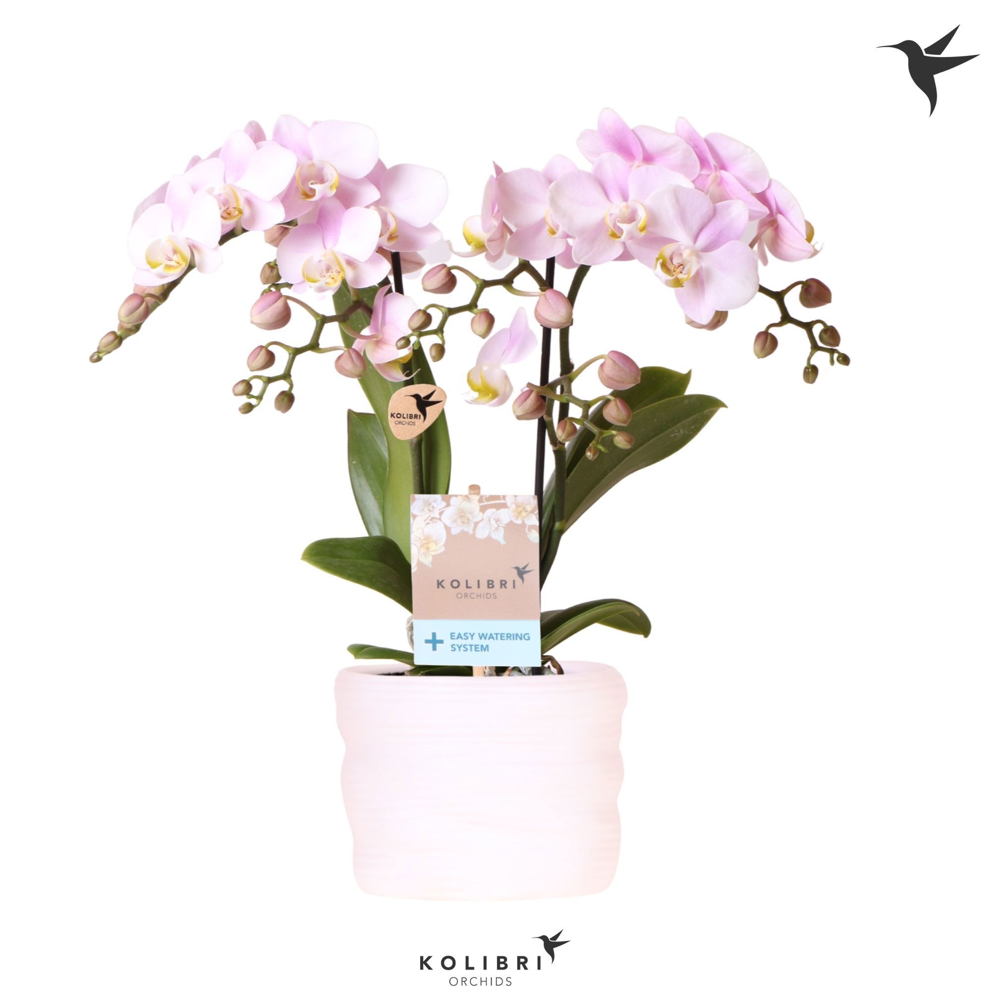 Kolibri Orchids Phalaenopsis Portugal 2 spike in pot white with easy watering system, D 9