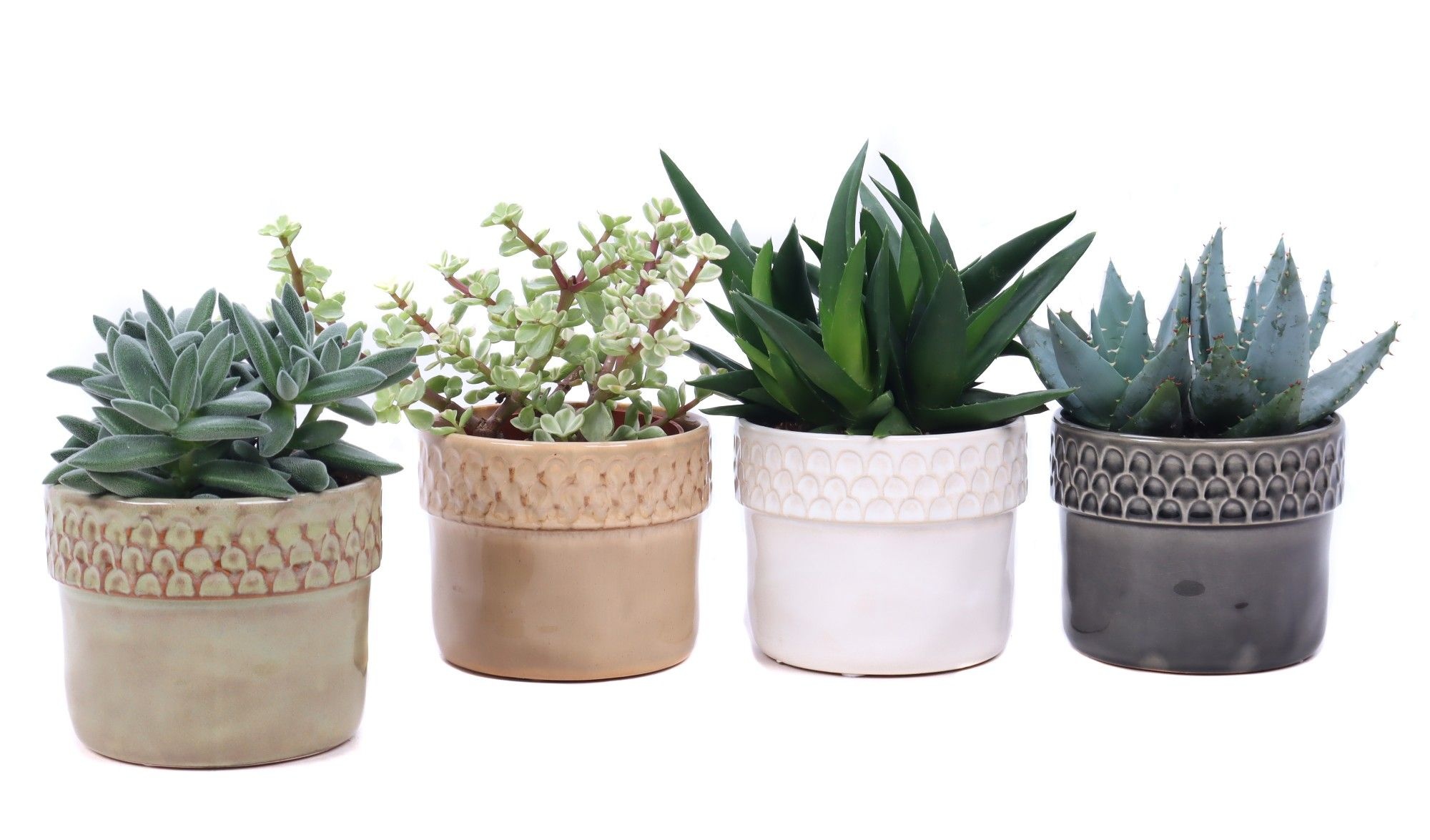 Succulent mix 10,5 cm in Siwa sierpot, D 12