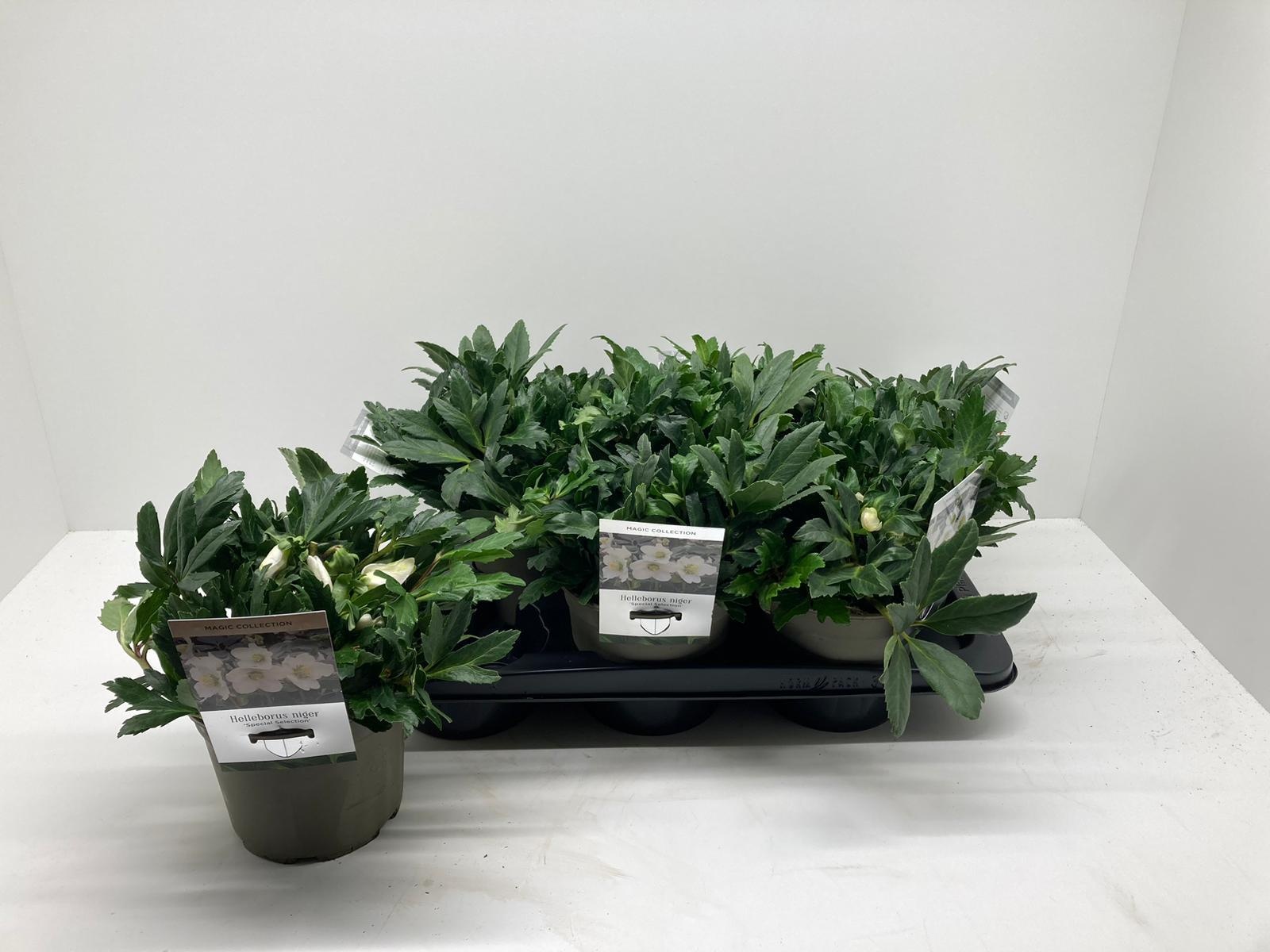 Helleborus niger 'Special Selection', D 17 cm Helleborus niger 'Special Selection', D 17 cm