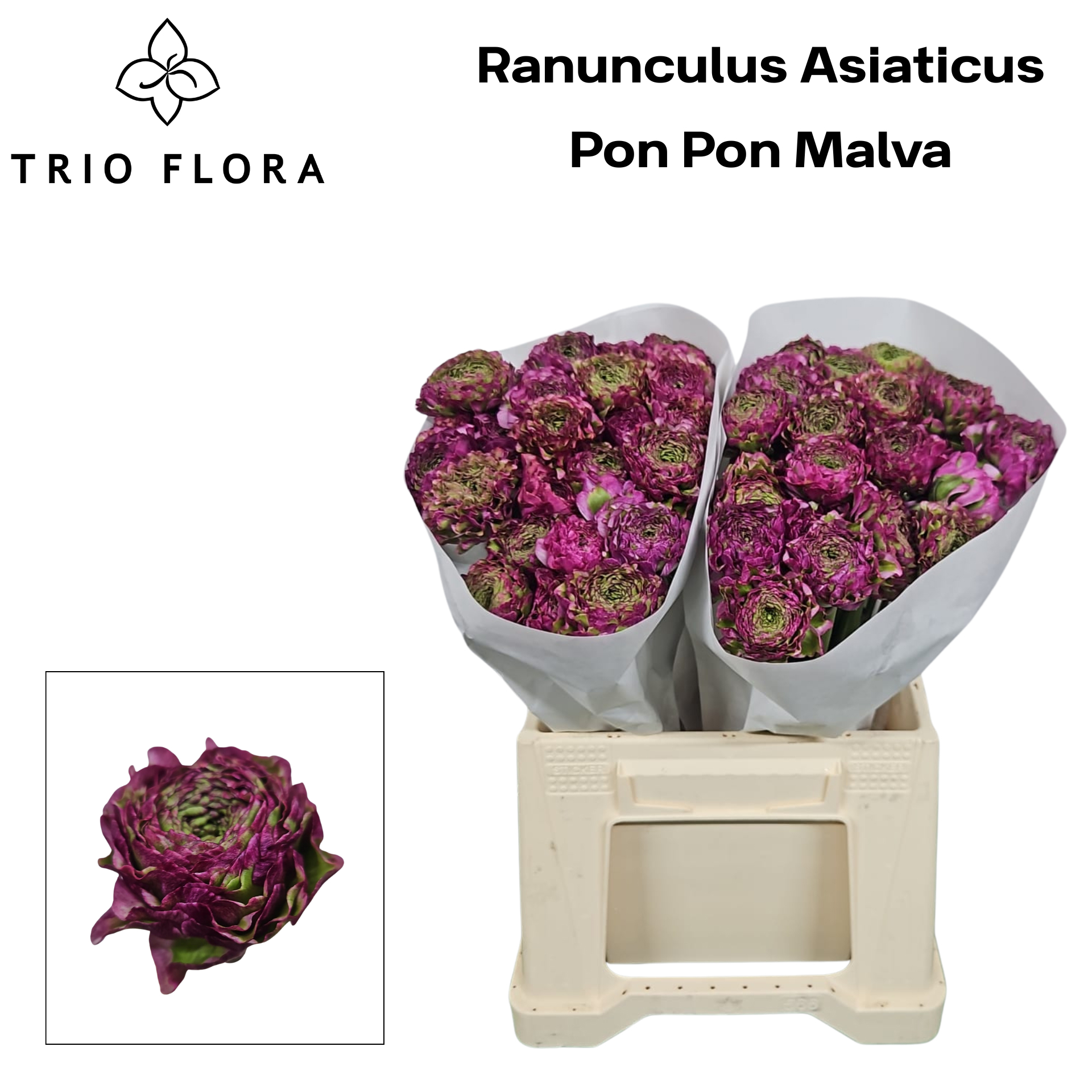 Ранункулус Пон Пон Мальва 40 (зелено-роз.), шт.