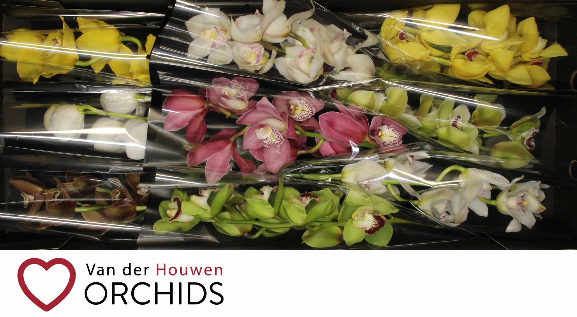 Цимбидиум Микс x9 60, шт.