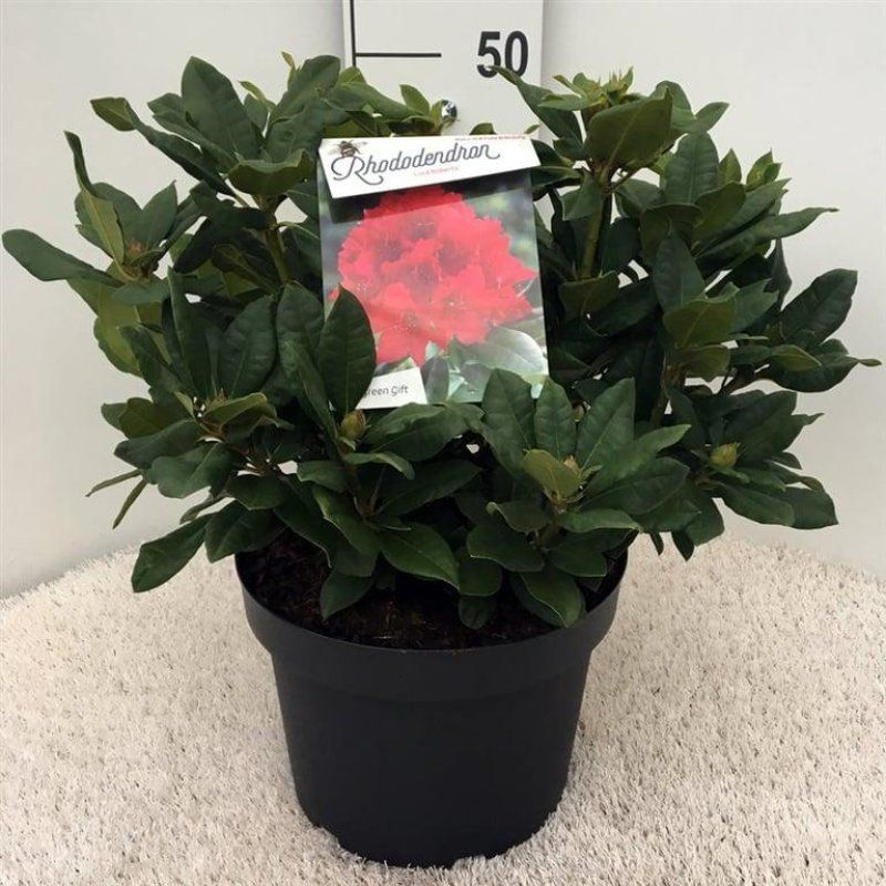 Rhododendron 'Lord Roberts', D 29