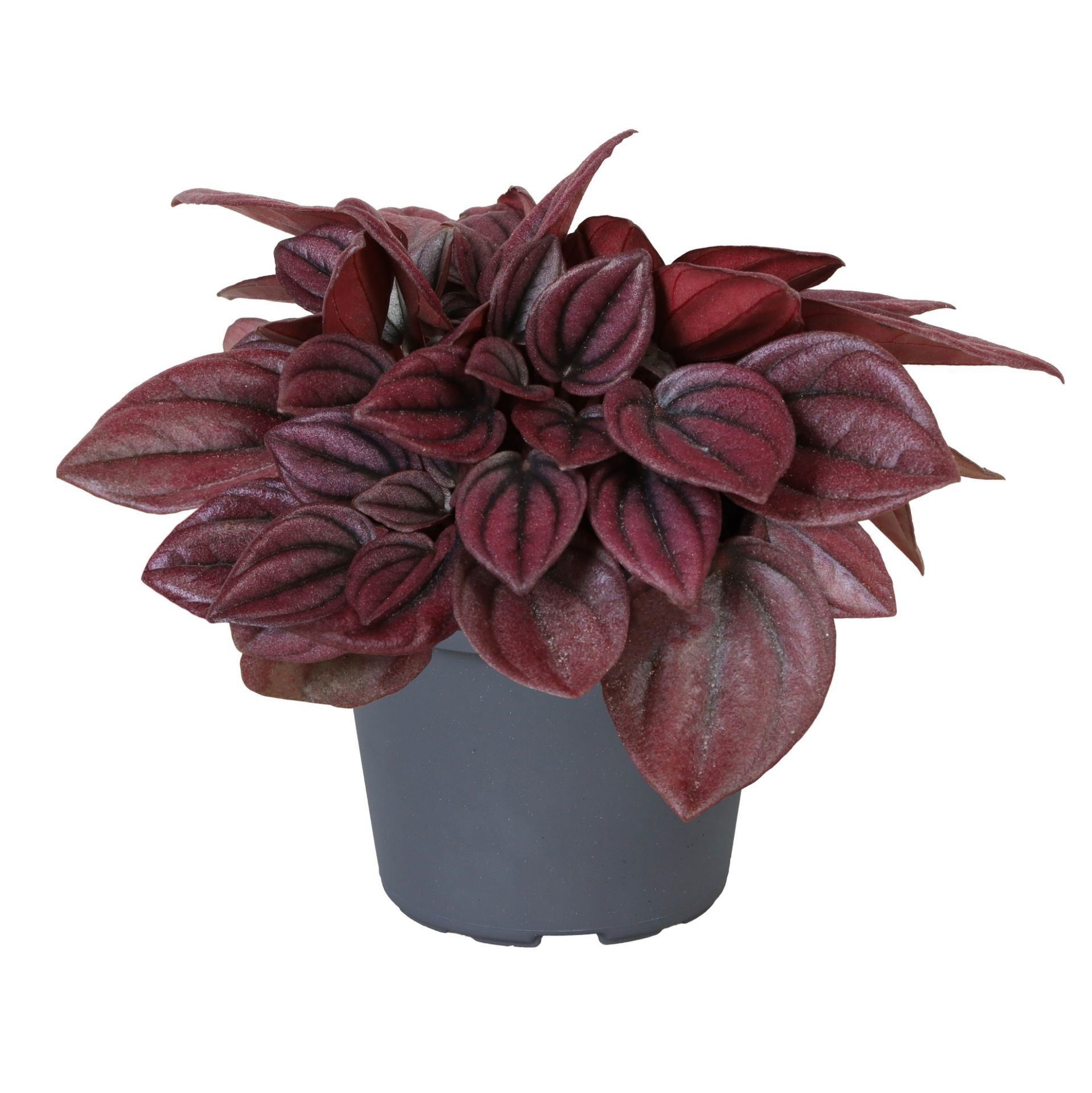 Peperomia Caperata Cayenne TP5� 6 cm, D 6