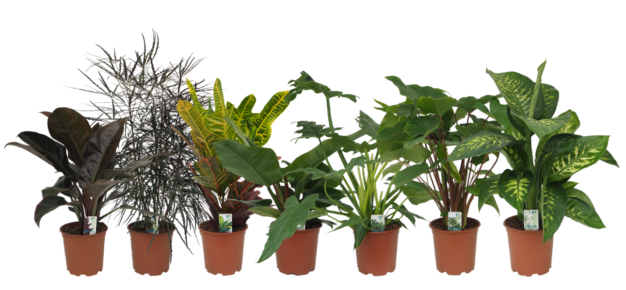 Mix 4 (Philo Imp. Red / Imp. Green / Lacerum, Dizygotheca, Croton, Homalomena Maggy, Dieffenbachia Tropic Snow), D 19