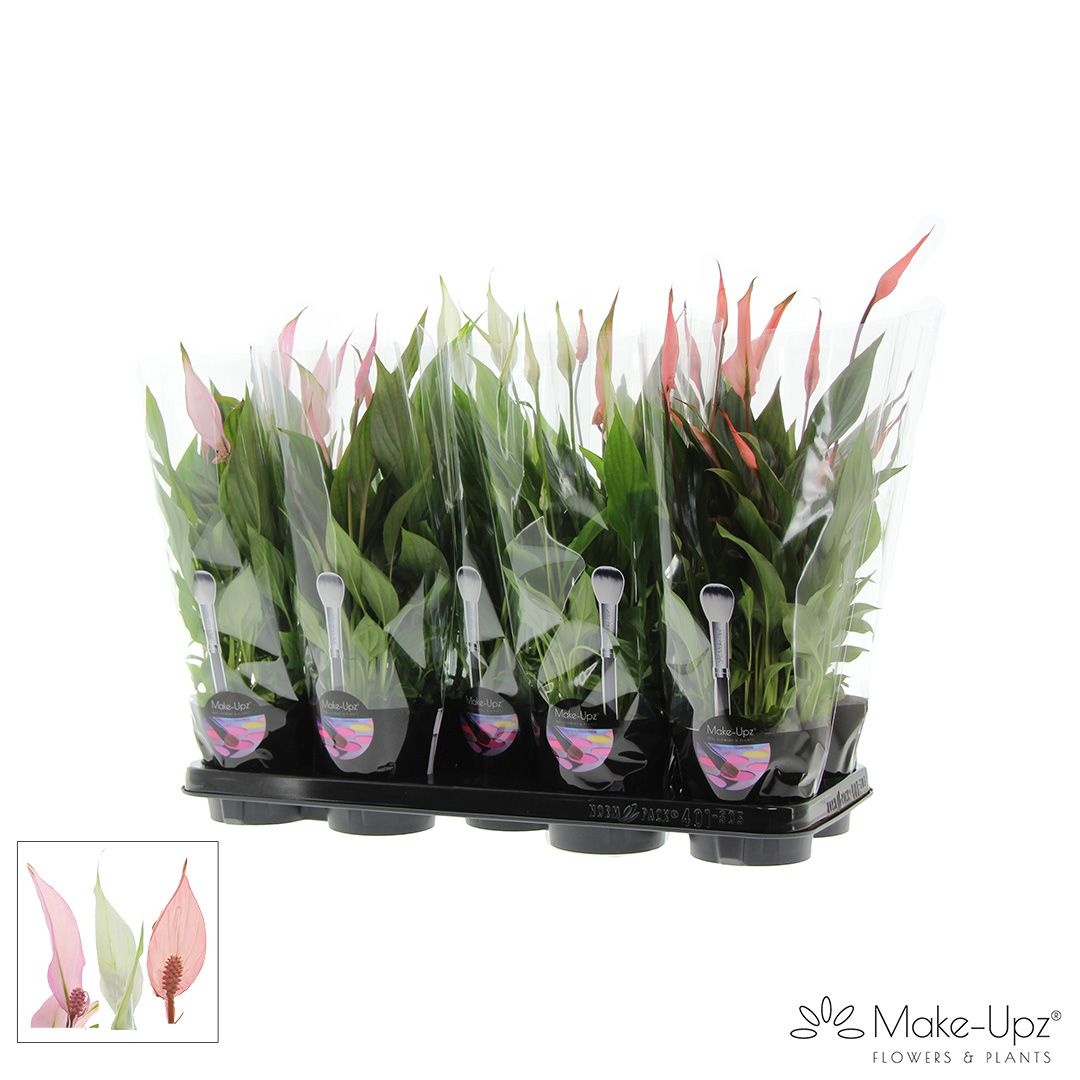 Spathiphyllum 13 cm Bellini Make Upz Love Mix, D 13