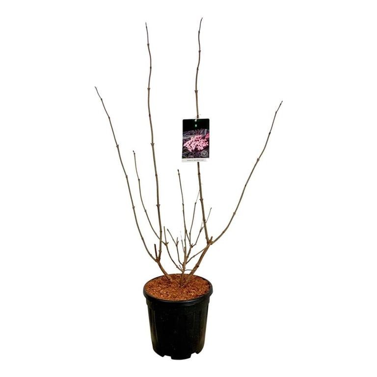 Sambucus nigra Black Lace, D 32