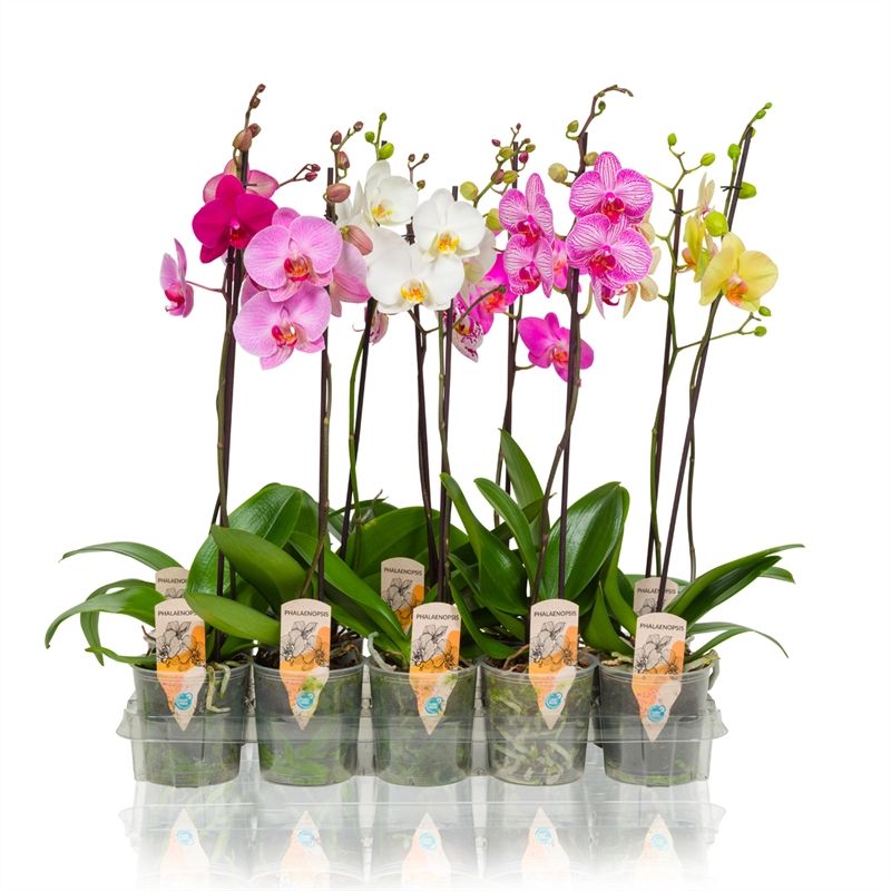 Phalaenopsis - 1T 6+ Mix, D 12 cm