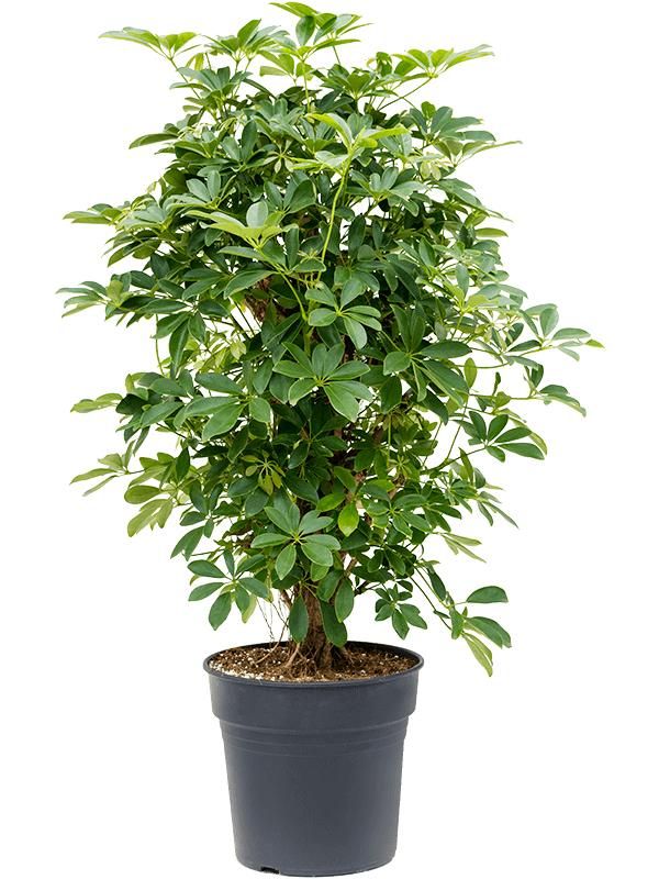Schefflera arboricola 'Compacta', D 30
