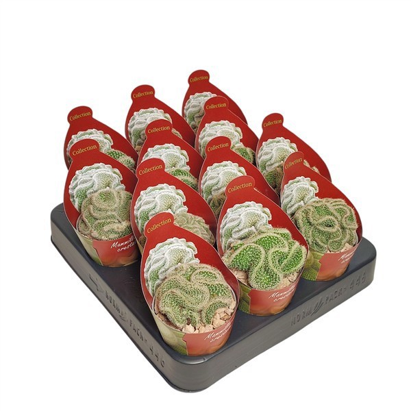 MAMMILLARIA MATUDAE CRESTATA - POT Ø 6,5 COLLECTION WITH POTCOVER (CACTUS), D 6,5