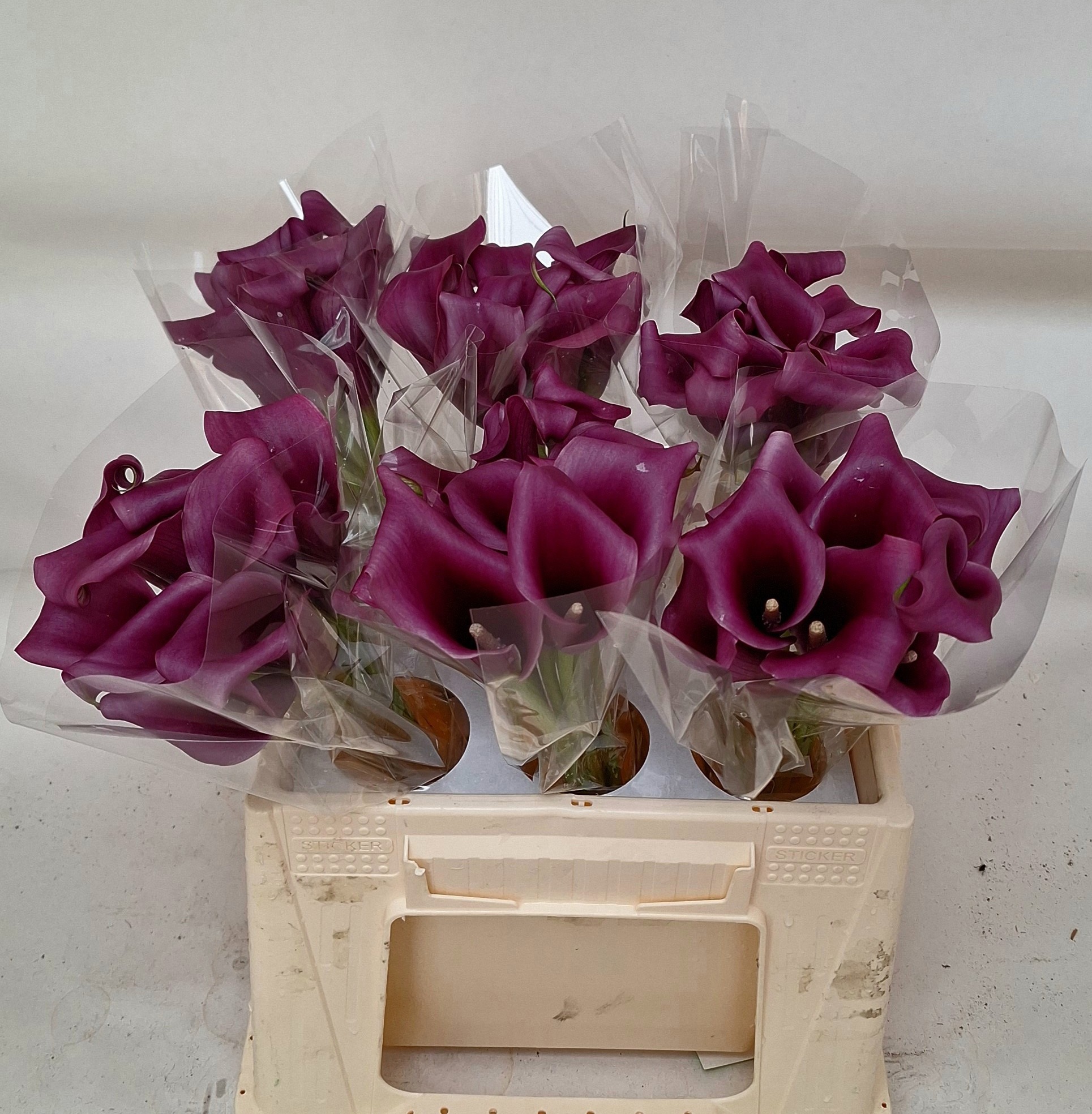 Калла Пако 40, шт.