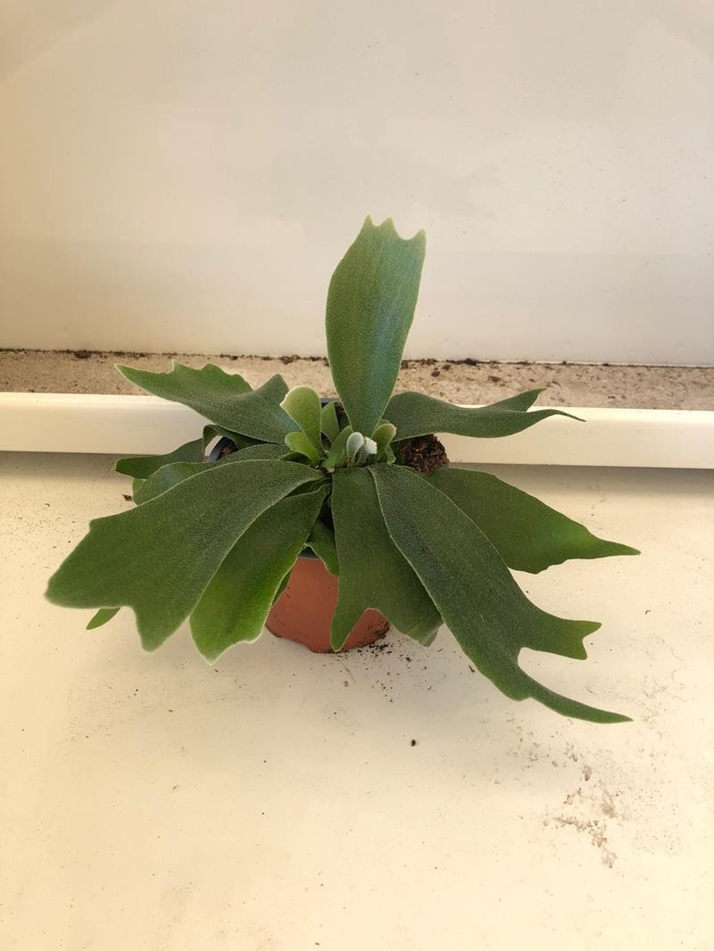 PLATYCERIUM BIFURCATUM, D 12