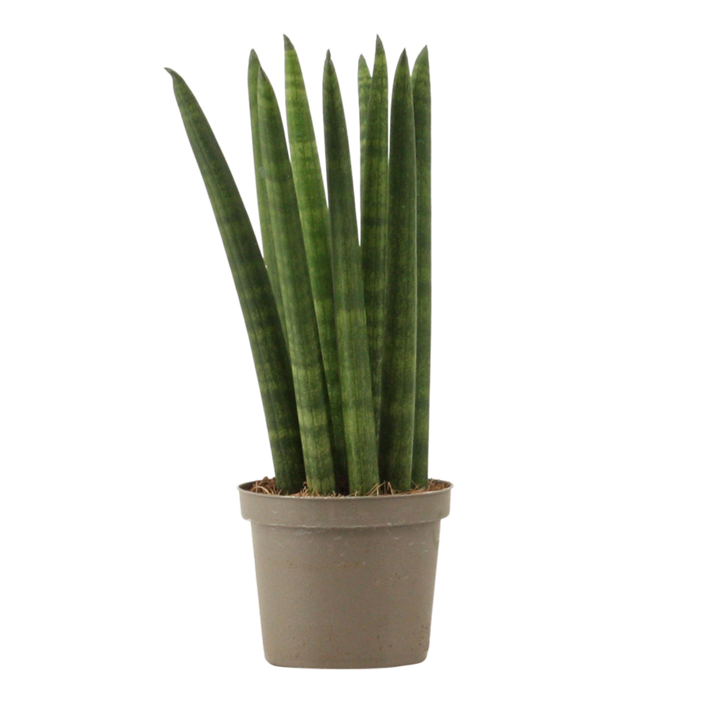 Sansevieria Cylindrica 9 cm Straight, D 9