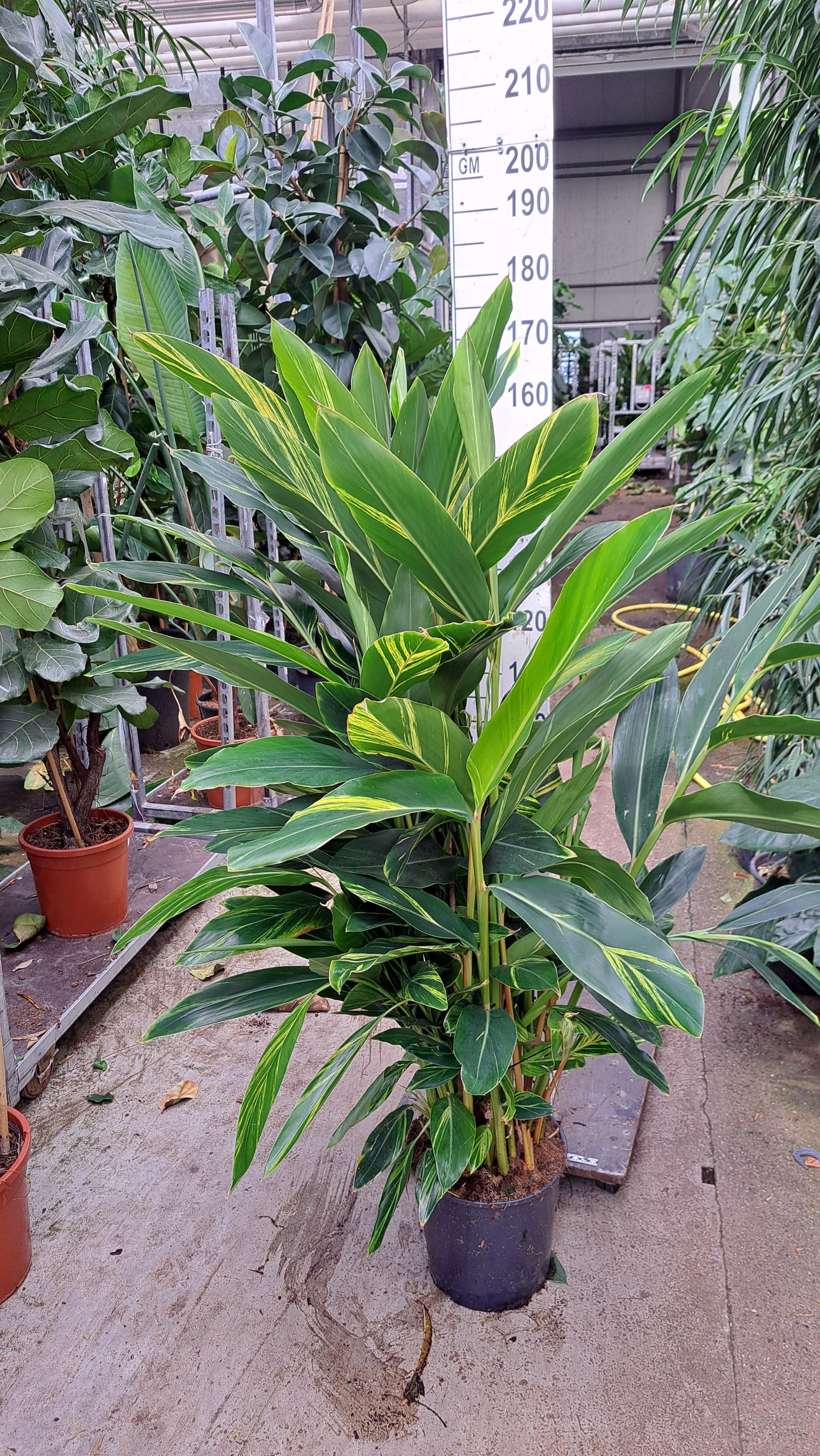 Alpinia Zerumbet XL, D 30