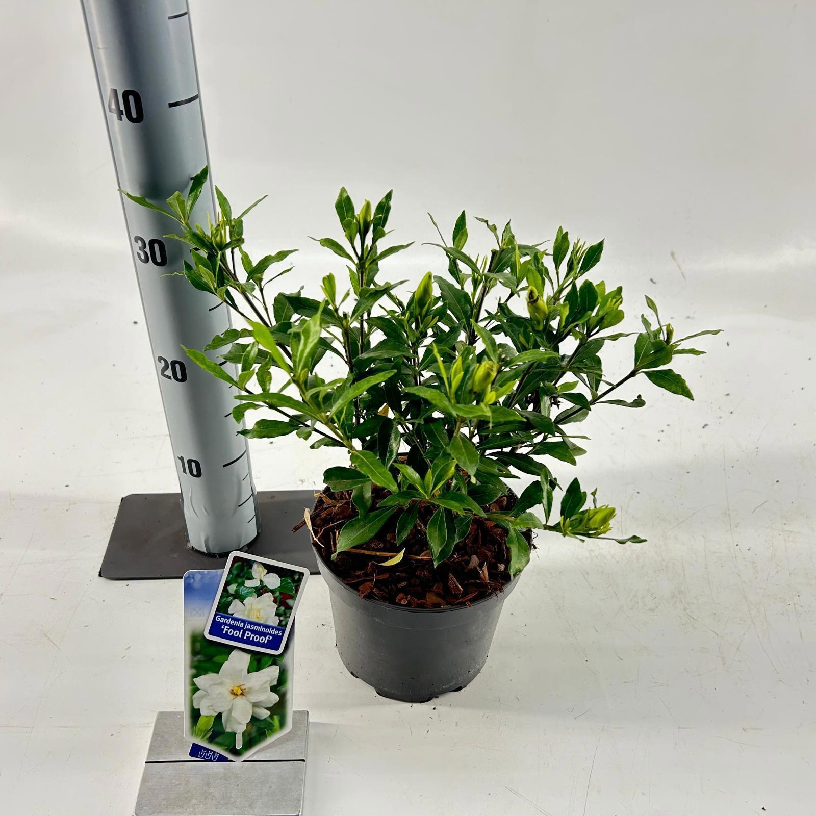 Gardenia jasminoides Fool Proof ('Leesix'PBR'), D 17