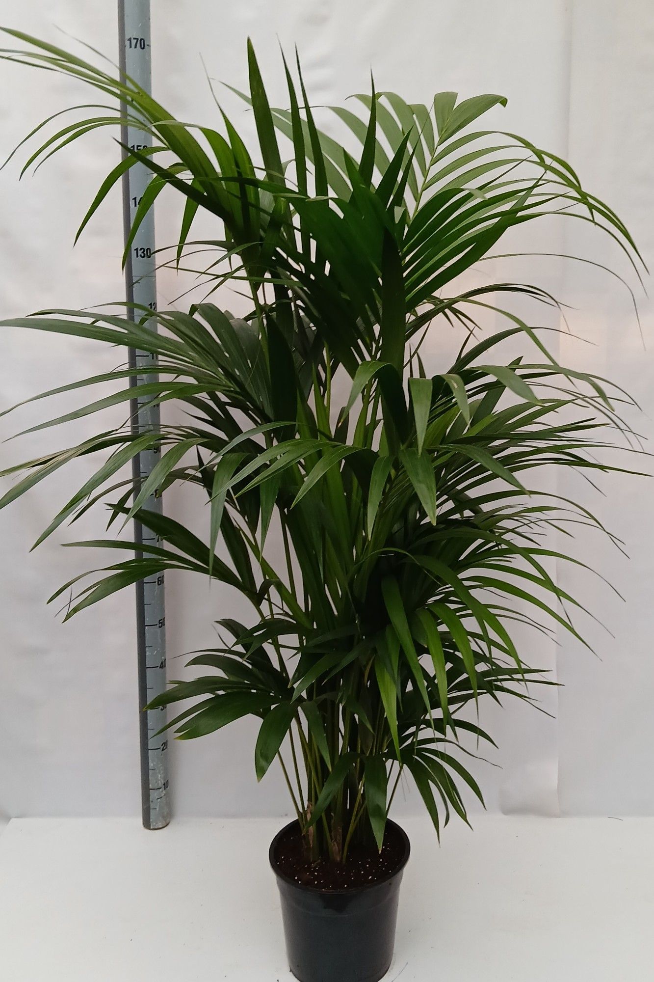 Howea forsteriana, D 27