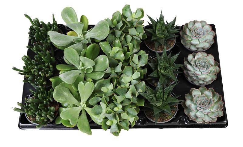 SUCCULENT MIX 760309, D 9 cm
