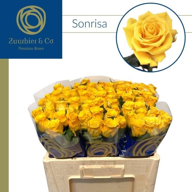 Роза од. Сонриса 50, шт.