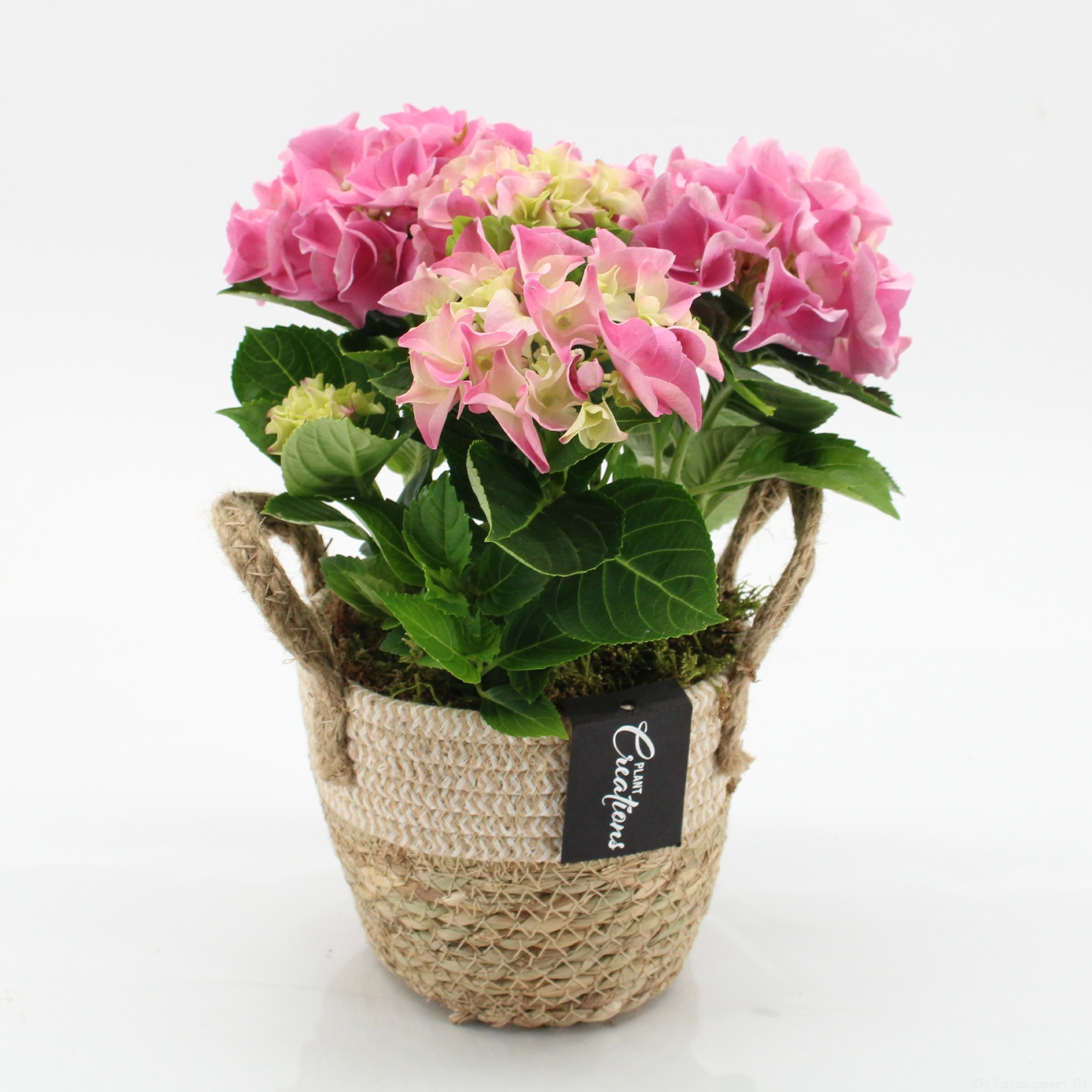 KHCR-2609RZ Hydrangea creations, D 14
