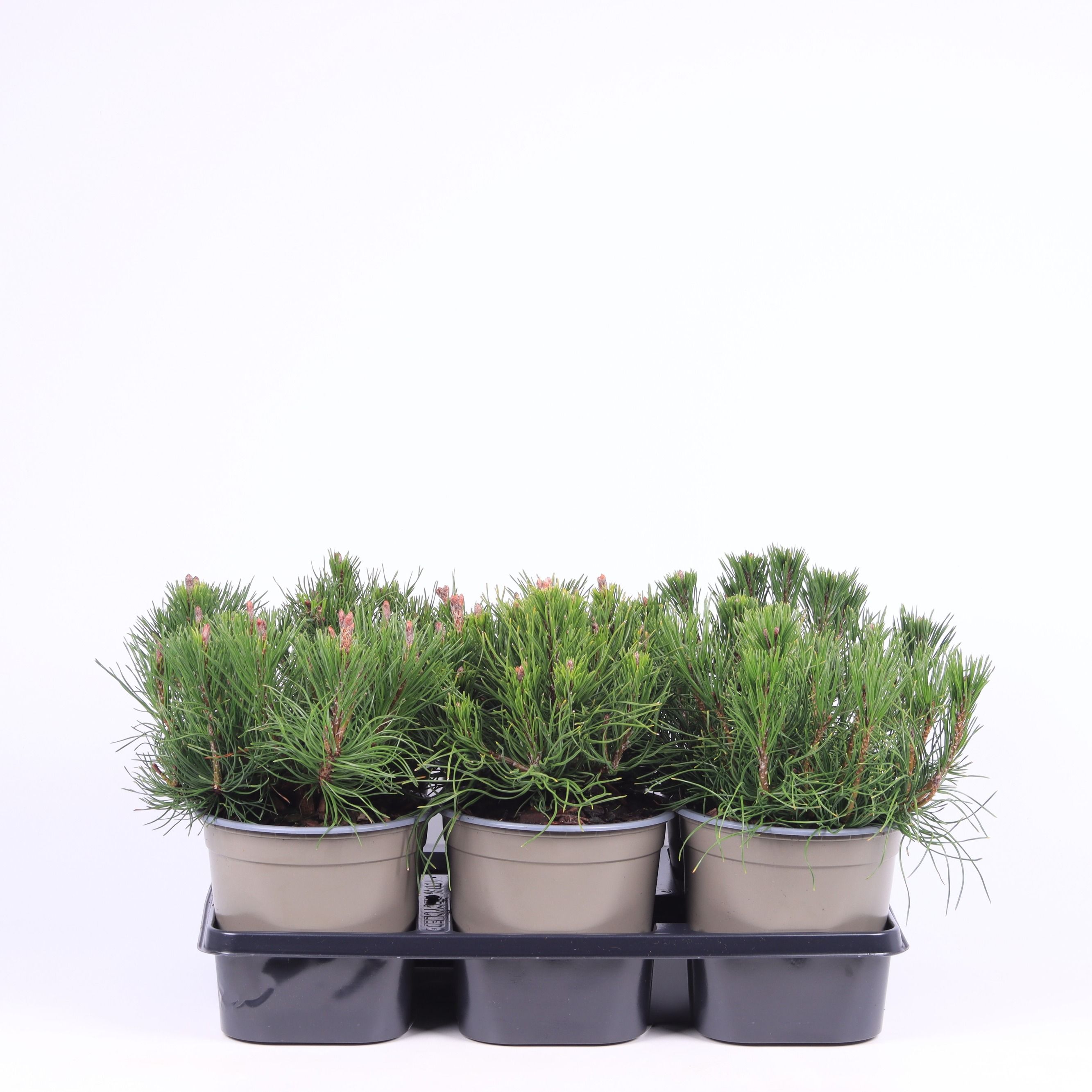 Pinus mugo pumilio, D 15