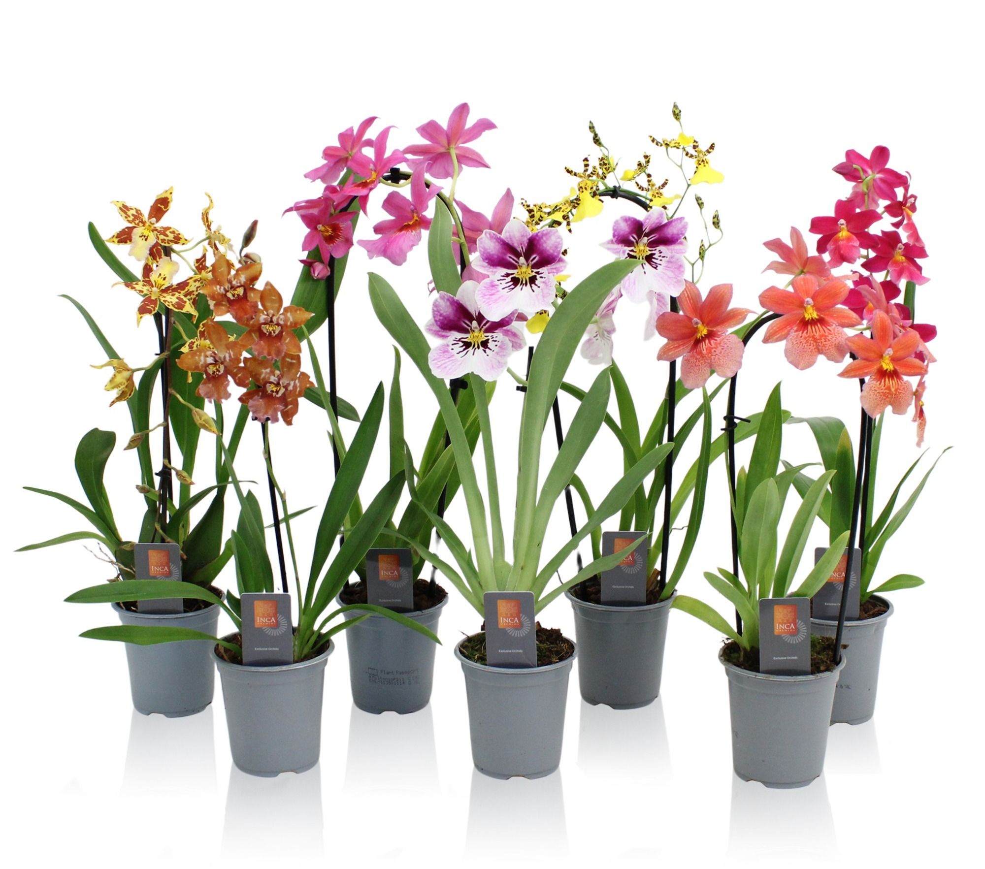Inca Orchid mix 1 spike incl. Cascade 9cm, D 9