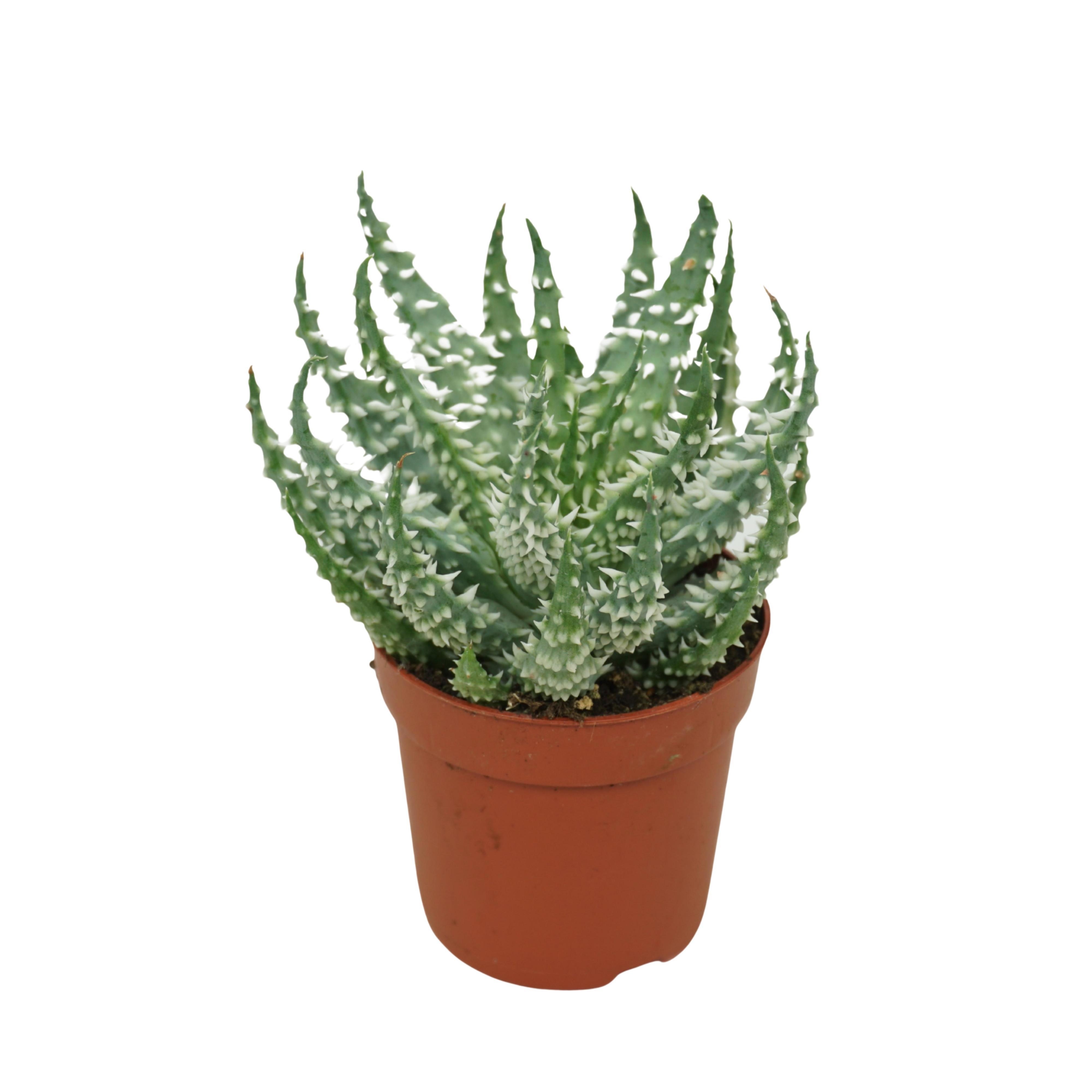 Aloë humilis 'shark' 7 cm, D 7 cm Aloë humilis 'shark' 7 cm, D 7 cm