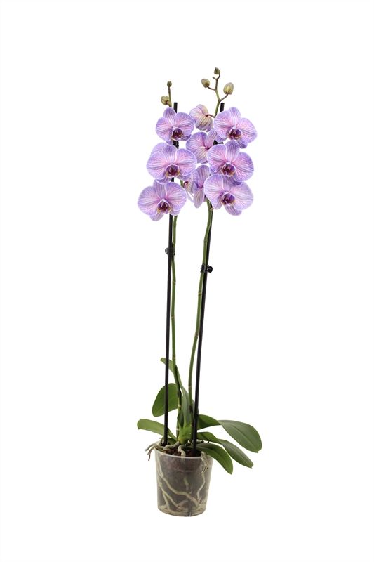Phal I am Purple Heart 2T14+, D 12