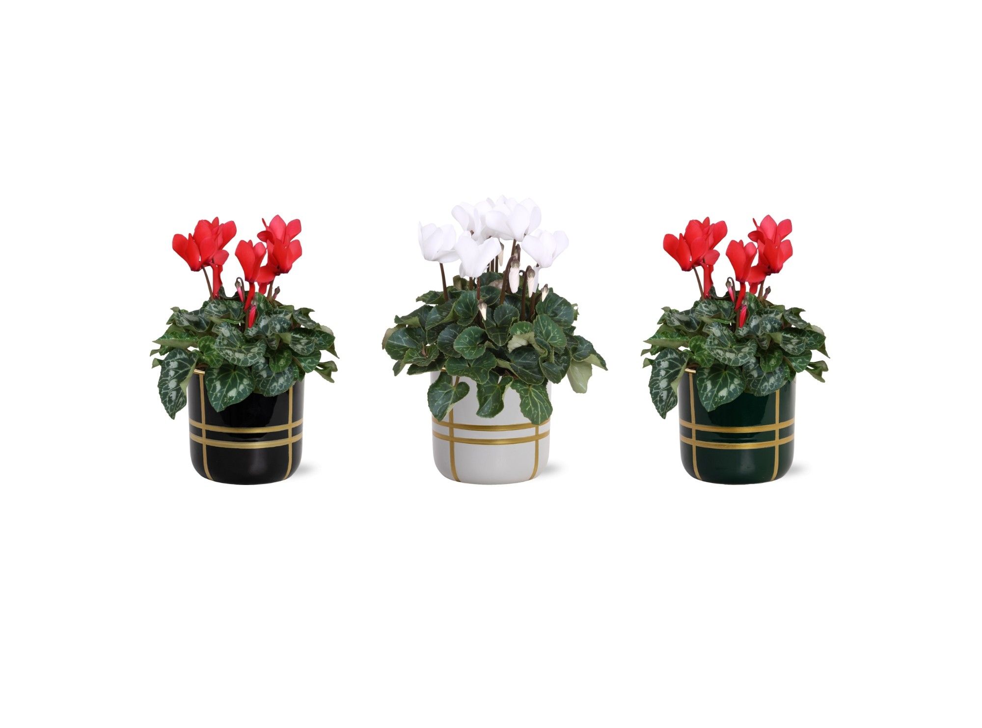 Collectie 'Bubble Collecties' - Cylcamen Rood Wit in Lauri Keramiek, D 12