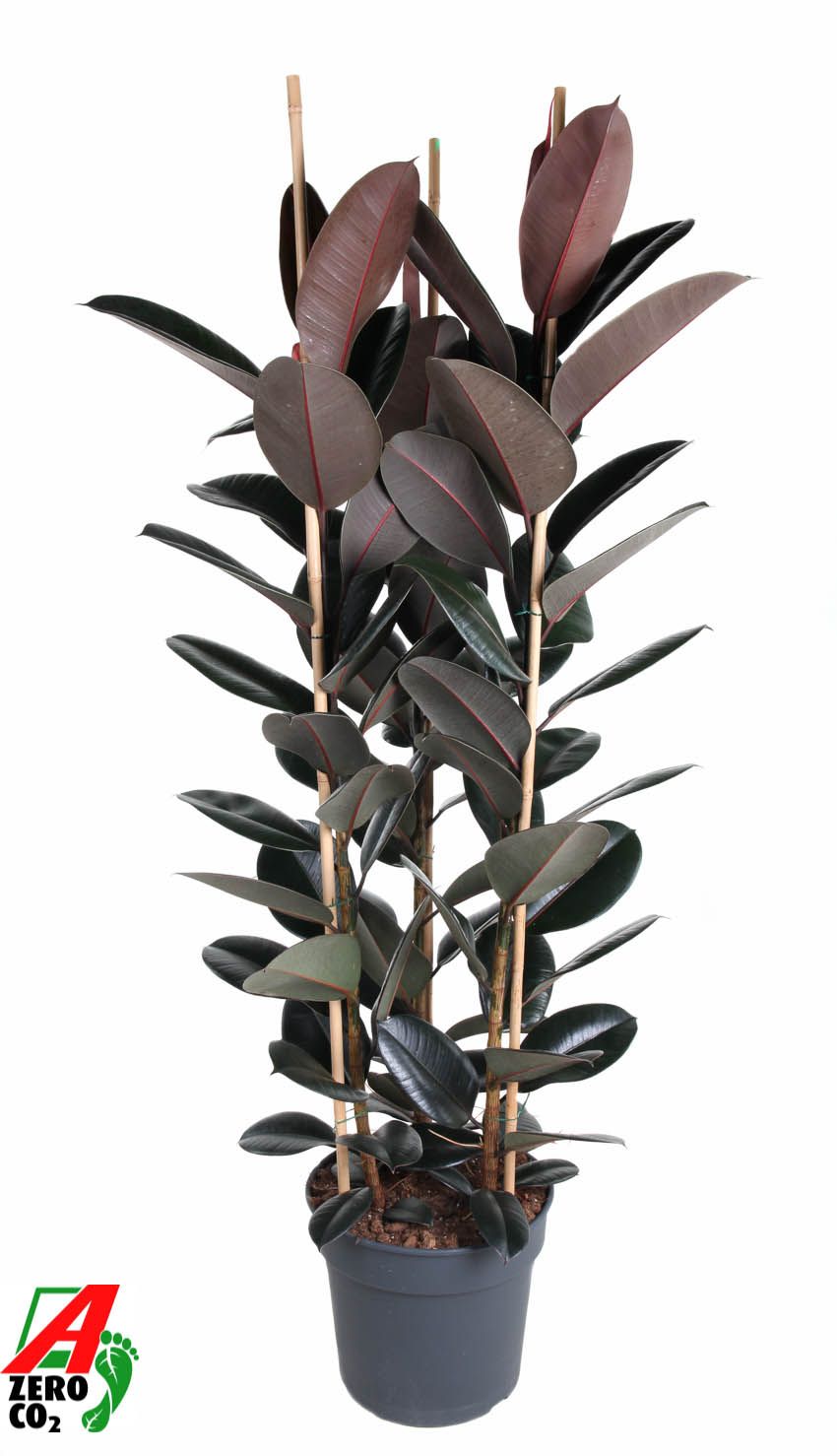 Ficus Elastica Abidjan 3PP P40 (NO GAP), D 40