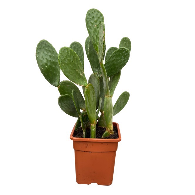 Opuntia Cactus - 120cm, D 40 cm