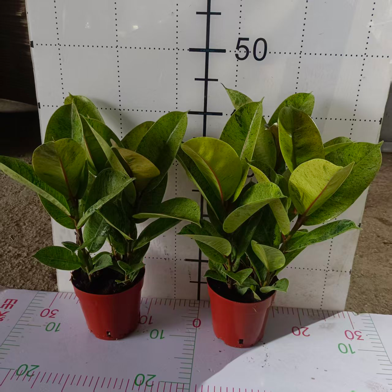 Фикус Три Мисс Фреклес 15 45