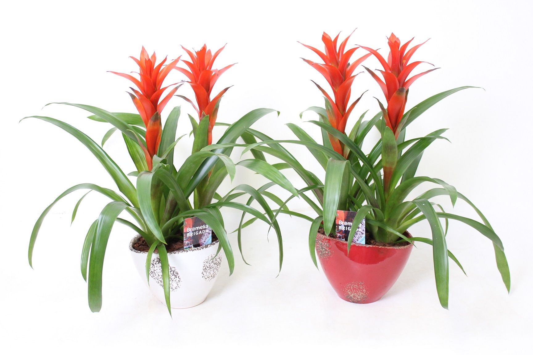 Ostara in Old Red White Duo, D 22